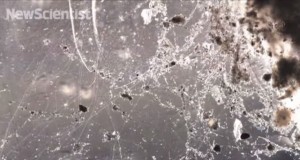 electric bacteria